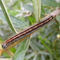 Brown-tail Moth